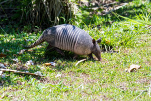 Dallas Residential Wildlife Removal