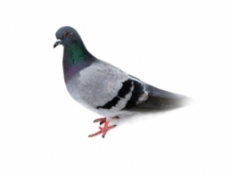 Dallas pigeon