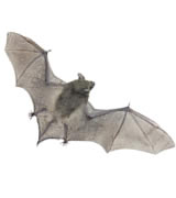 Bats