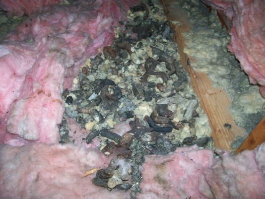 rat damage in attic | rat droppings