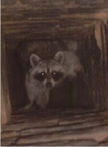 Dallas Raccoon