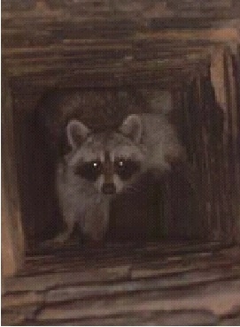 raccoon-in-chimney