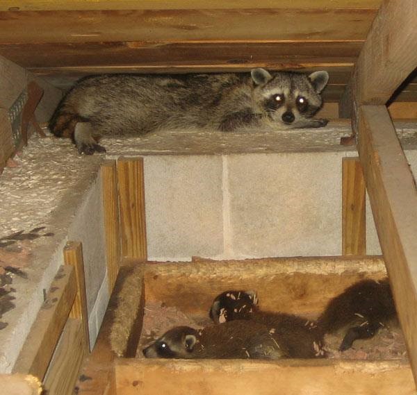 raccoons in attic