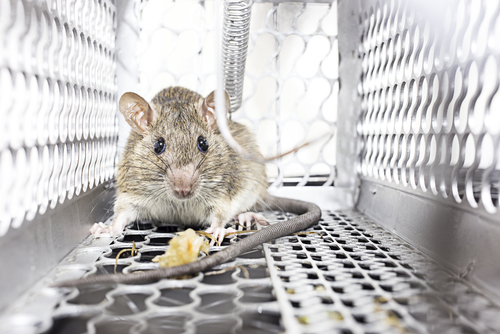 rat exterminator dallas