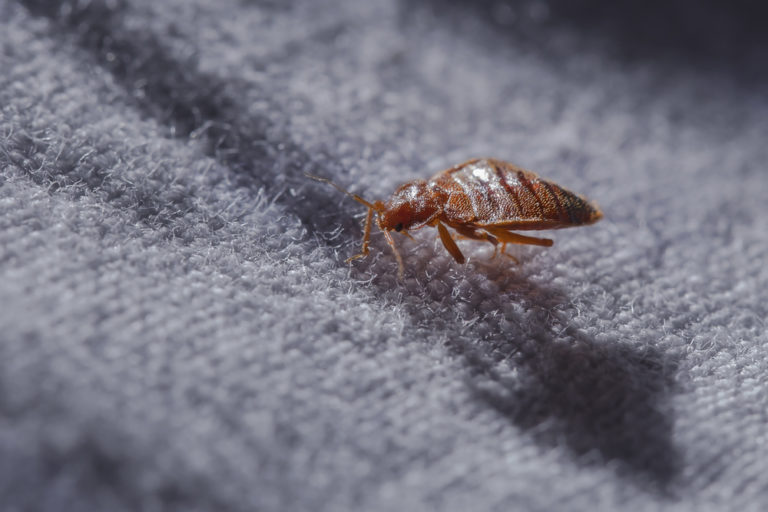 Bed Bugs Dallas