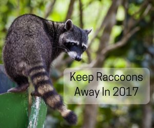 How to get rid of raccoons