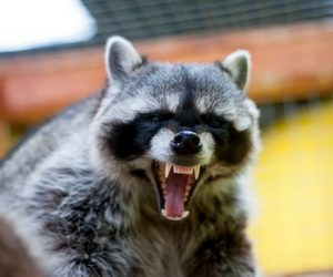 raccoon removal 