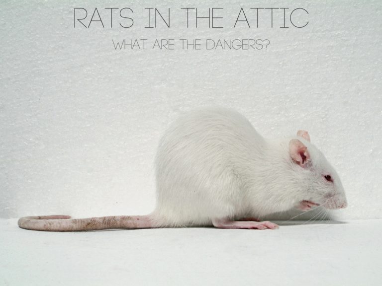 Rats in the Attic The Dangers Critter Control Dallas