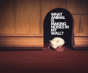 What Animal Is Making Noises In My Wall? | Critter Control Dallas