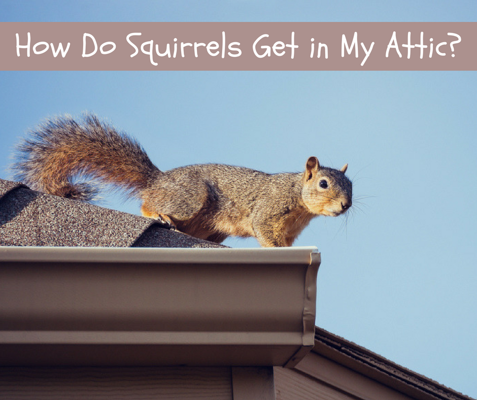 How Do Squirrels Get in My Attic? Critter Control Dallas