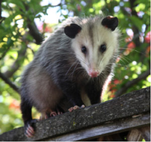 Dallas- Opossum 