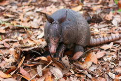 armadillo