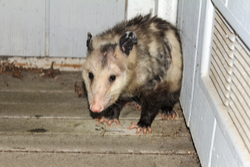 Dallas- Opossum