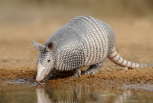 Armadillo Trapping Dallas