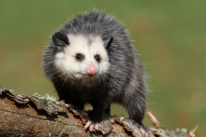 Opossum