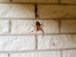 common house spider