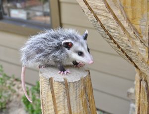 Dallas Opossum Removal