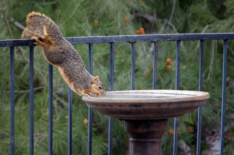 5 Things that Attract Wild Animals to Your Yard Critter Control Dallas