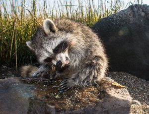 Symptoms of a sick raccoon