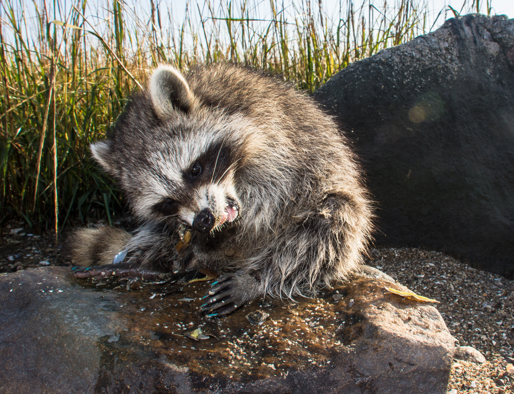 can a raccoon give a dog rabies