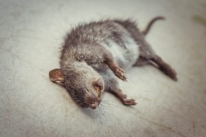 how to get rid of dead animal smell under crawl space