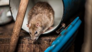 5 Things That Attract Rats to Your Kitchen