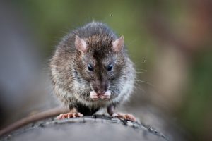 Common Rodents in Dallas to Protect Your Property From