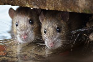 Reasons Rodents Love Your Home