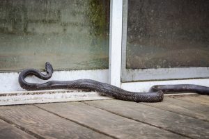 The Best Ways to Keep Snakes Away from Your Home