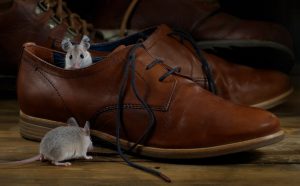 5 Signs of a Mouse or Rat Infestation in Your Home