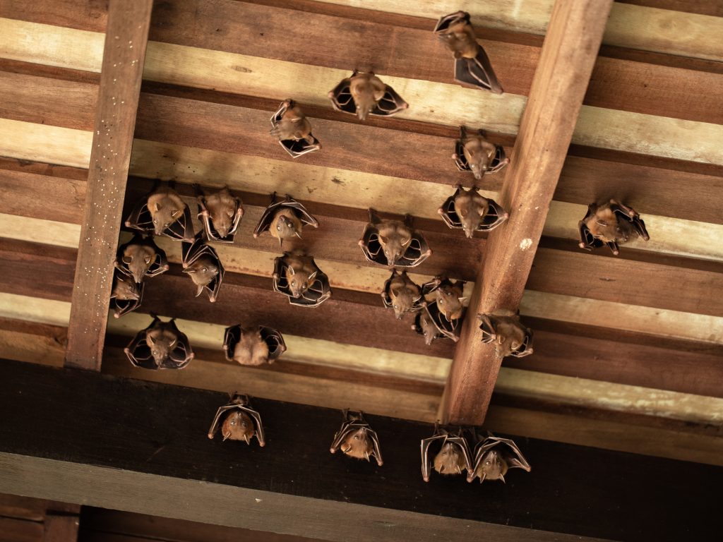 how-to-get-rid-of-bats-critter-control-dallas