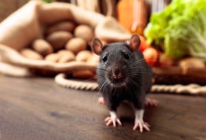 What to Do if I Find a Rat in My Kitchen