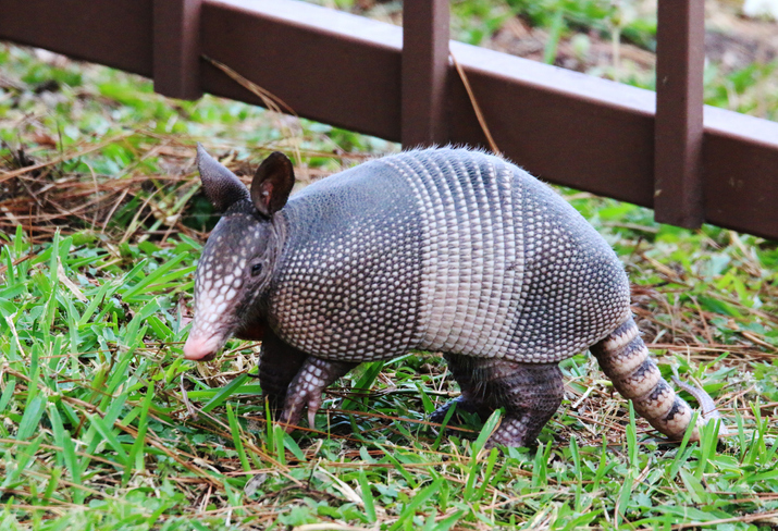 Are Armadillos a Threat?