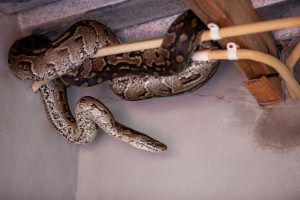 Snake Removal from Home