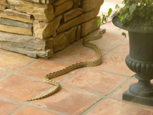 Can You Exterminate Snakes in Texas?