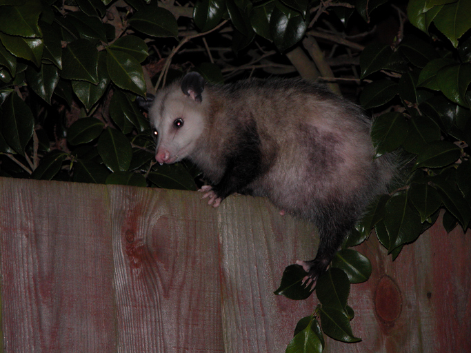Ways to Keep Opossums Out of Your Trash