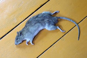 How to Get Rid of Dead Animal Smell in Your Home