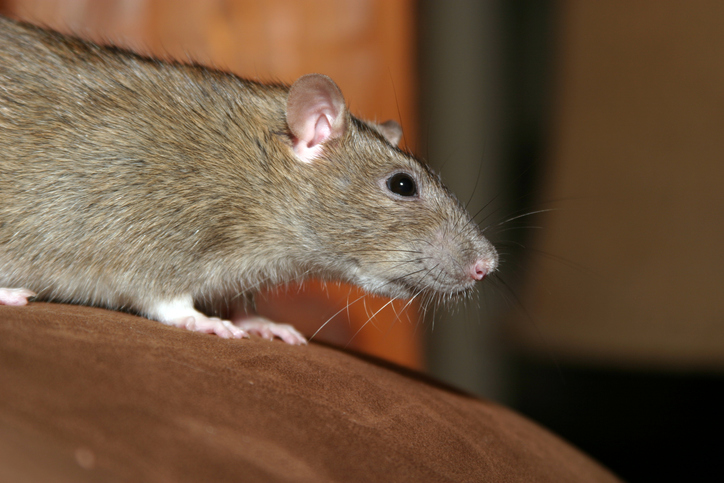 Do Mothballs Work Good for Rat Removal?