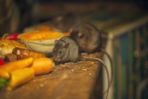 How to Tell the Difference Between a Mouse and a Rat Infestation