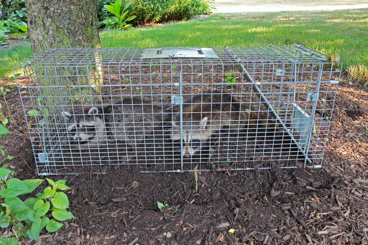 What to Expect in a Wildlife Removal Service?