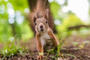 How Do I Keep Squirrels Out of My Trees?
