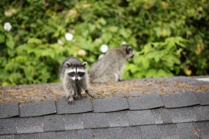 How to Keep Raccoons Away Off Your Dallas Property