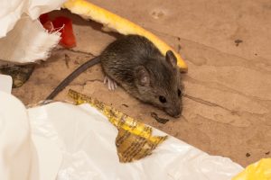 The Risks Rodents Can Bring to Your Home