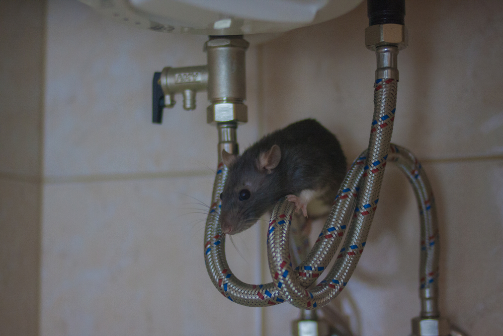 Can Rats Enter the Home From Plumbing?