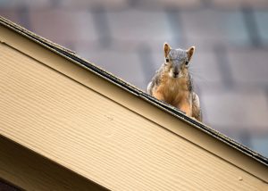 Identify Rodent Entry Points
