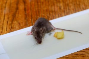 Do mouse traps work new arrivals