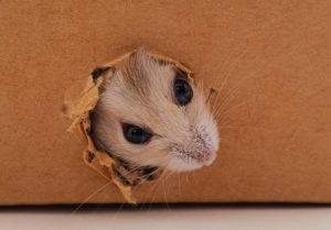 Do Cardboard Boxes Attract Rodents