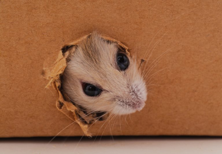 Do Cardboard Boxes Attract Rodents to My Attic? Critter Control Dallas