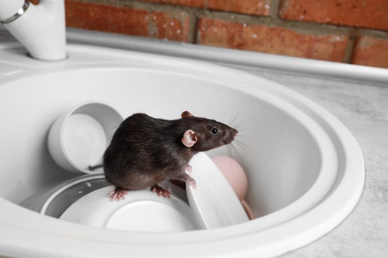 How Do Exterminators Get Rid of Rats? Critter Control Dallas