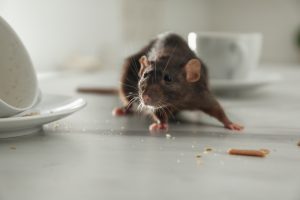 What To Do If You Have a Mouse Problem